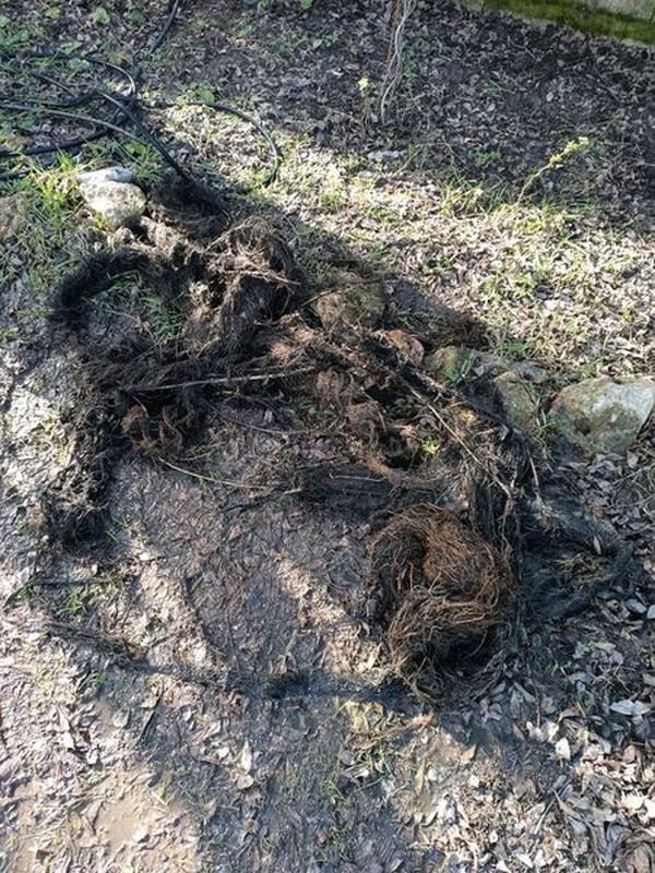 Bouchon de racines et détritus sorti des canalisations suite à un hydrocurage