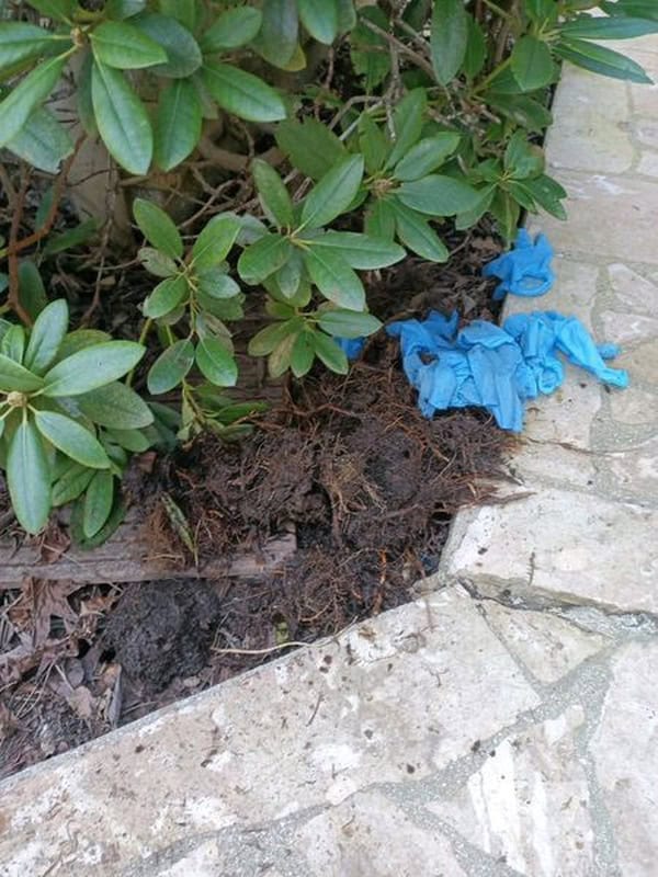 Bouchon de racines dans les canalisations