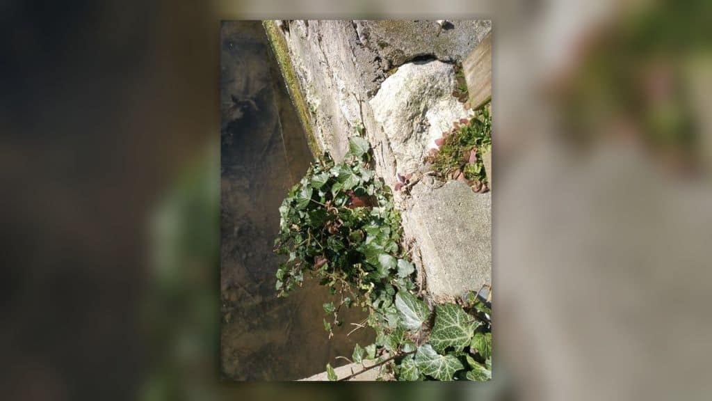 Plante bouchant une sortie de canalisations du réseau d'eaux pluviales