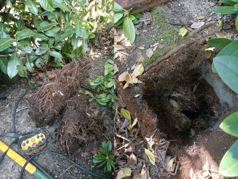 Débouchage de canalisations obstruées par des racines