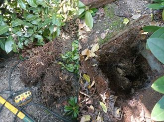 Débouchage de canalisations obstruées par des racines